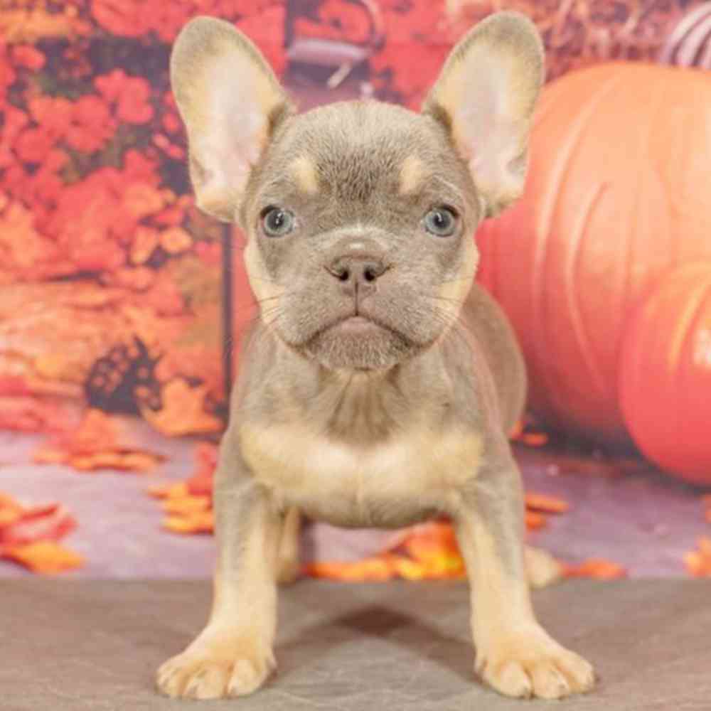 Image of a pet breed in the gallery