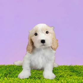 Cavachon