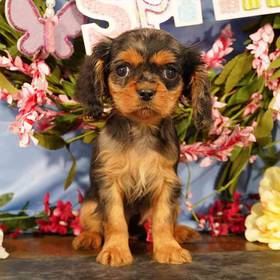 Cavalier King Charles Spaniel