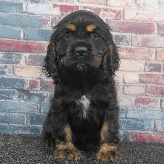 Cocker Spaniel