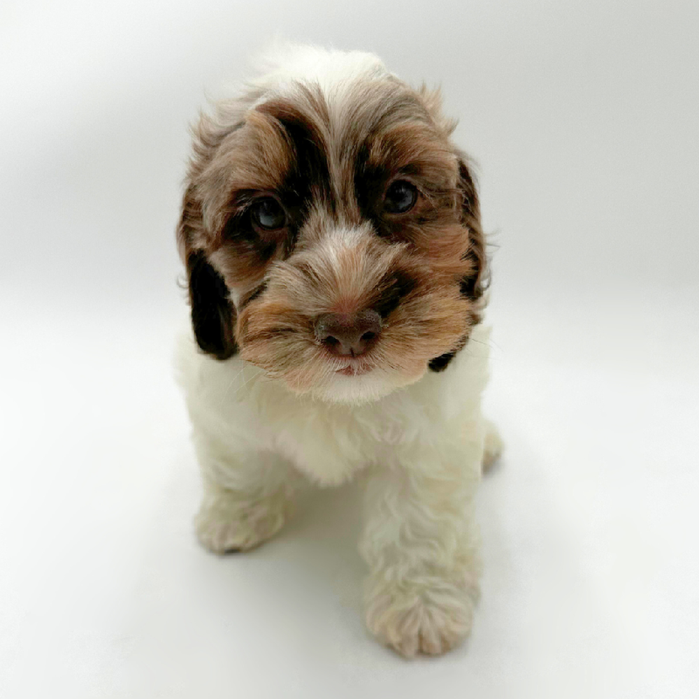 Image of a pet breed in the gallery