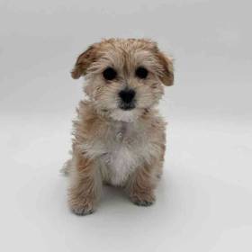 Morkie