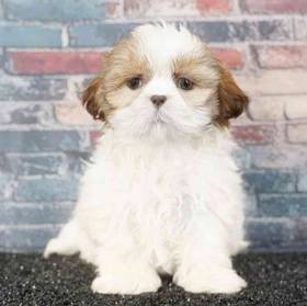 Shih Tzu