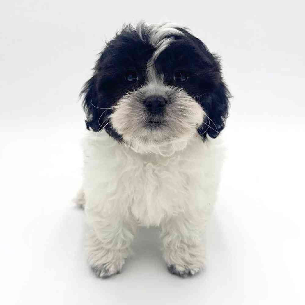 Image of a pet breed in the gallery