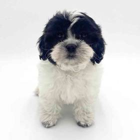 Shizapoo