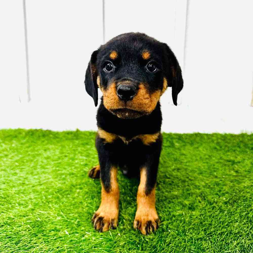 Image of a pet breed in the gallery