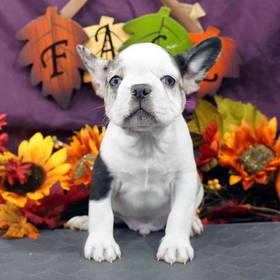 French Bulldog