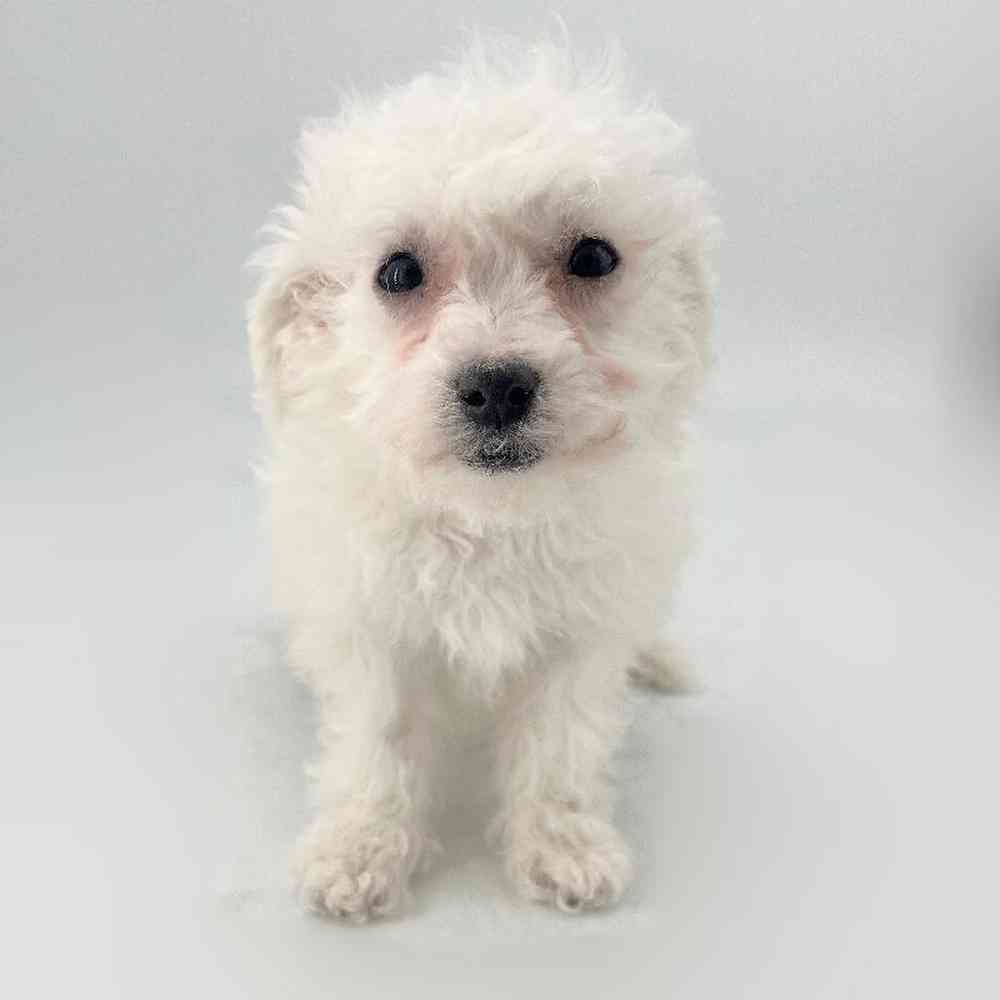 pet breed image