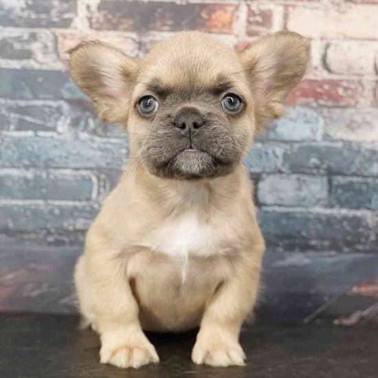 French Bulldog