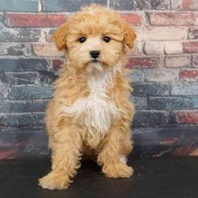 Maltipoo