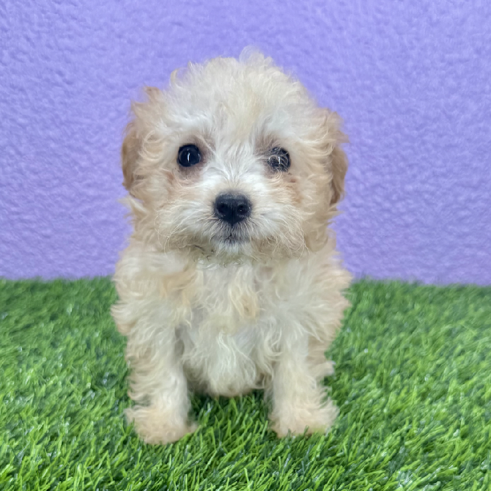 Image of a pet breed in the gallery