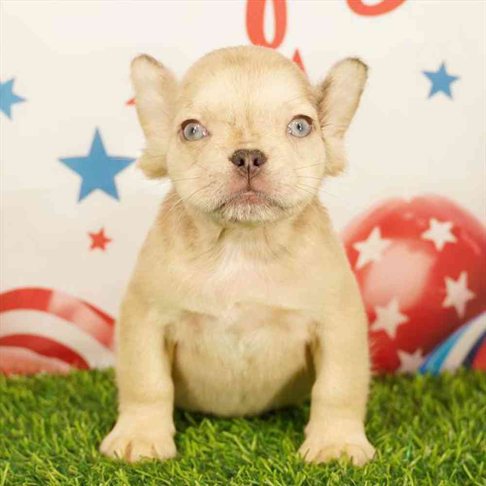 pet breed image