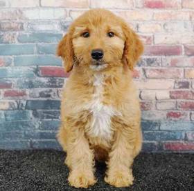 2nd Gen Mini Goldendoodle
