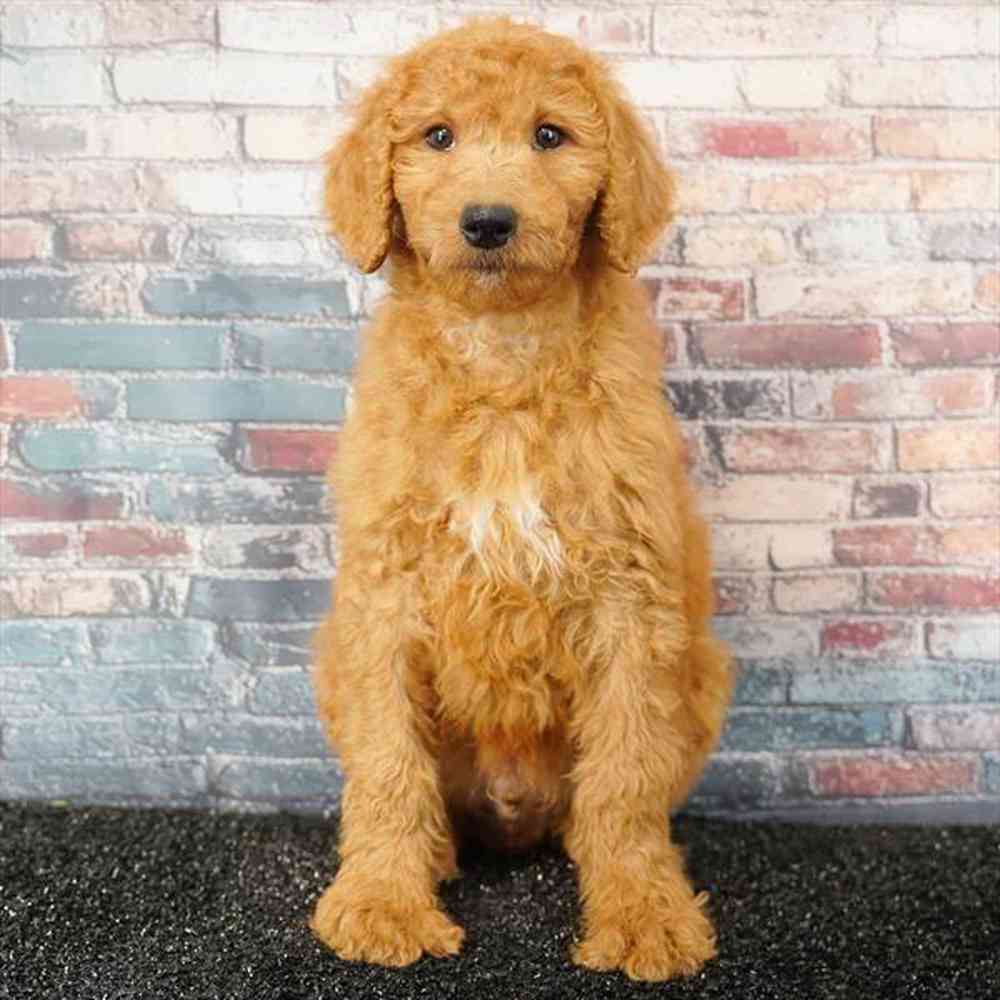 Image of a pet breed in the gallery