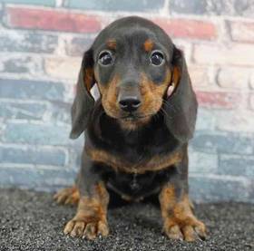 Dachshund