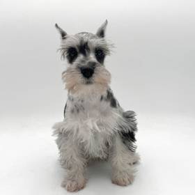 Mini Schnauzer