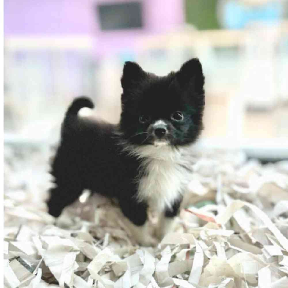 carousel pet images