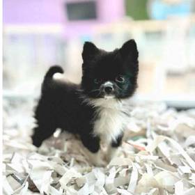 Pomeranian