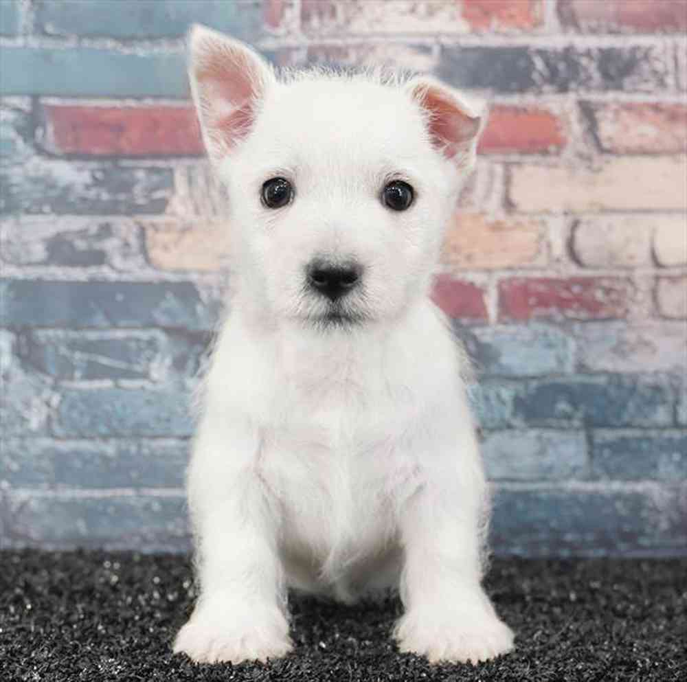 Image of a pet breed in the gallery