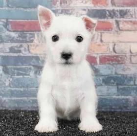West Highland White Terrier