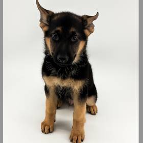 German Shepherd