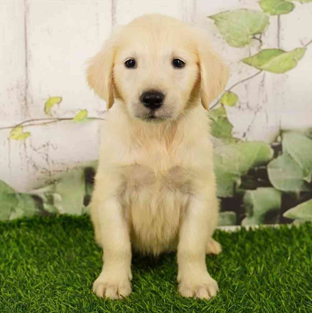 Image of a pet breed in the gallery