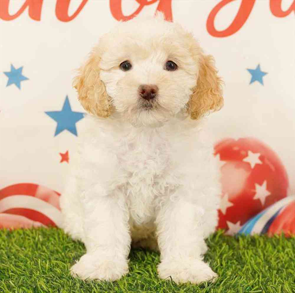 Image of a pet breed in the gallery