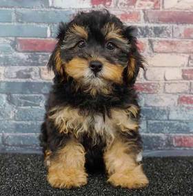 Yorkie-Poo