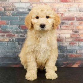 2nd Gen Mini Goldendoodle