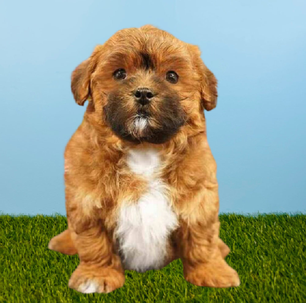 carousel pet images