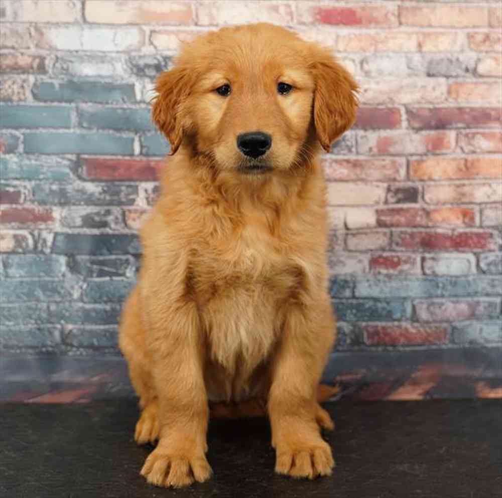 Image of a pet breed in the gallery