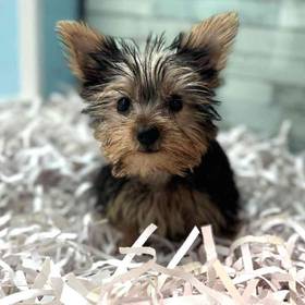Yorkie