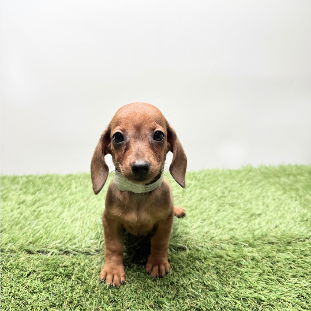 pet breed image