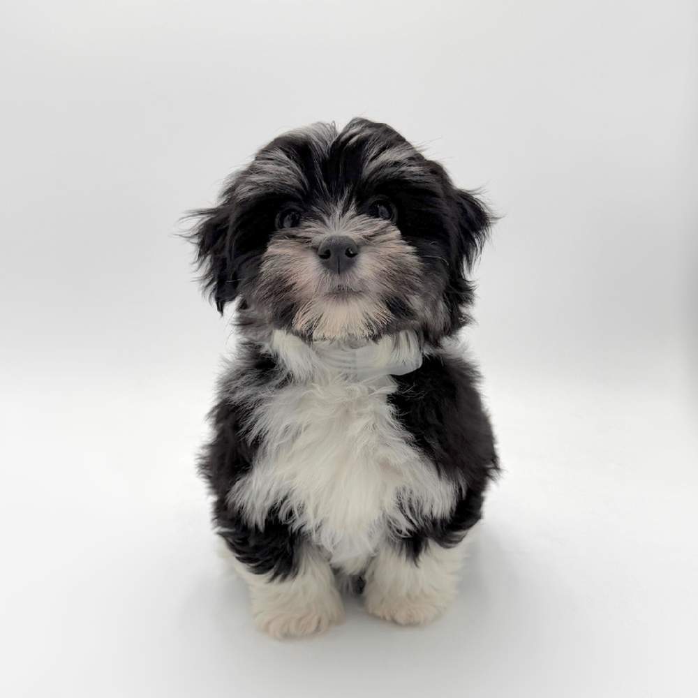 Image of a pet breed in the gallery