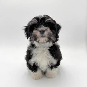 Havanese