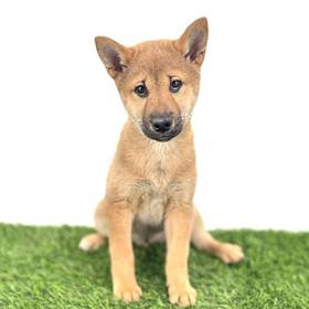 Shiba Inu