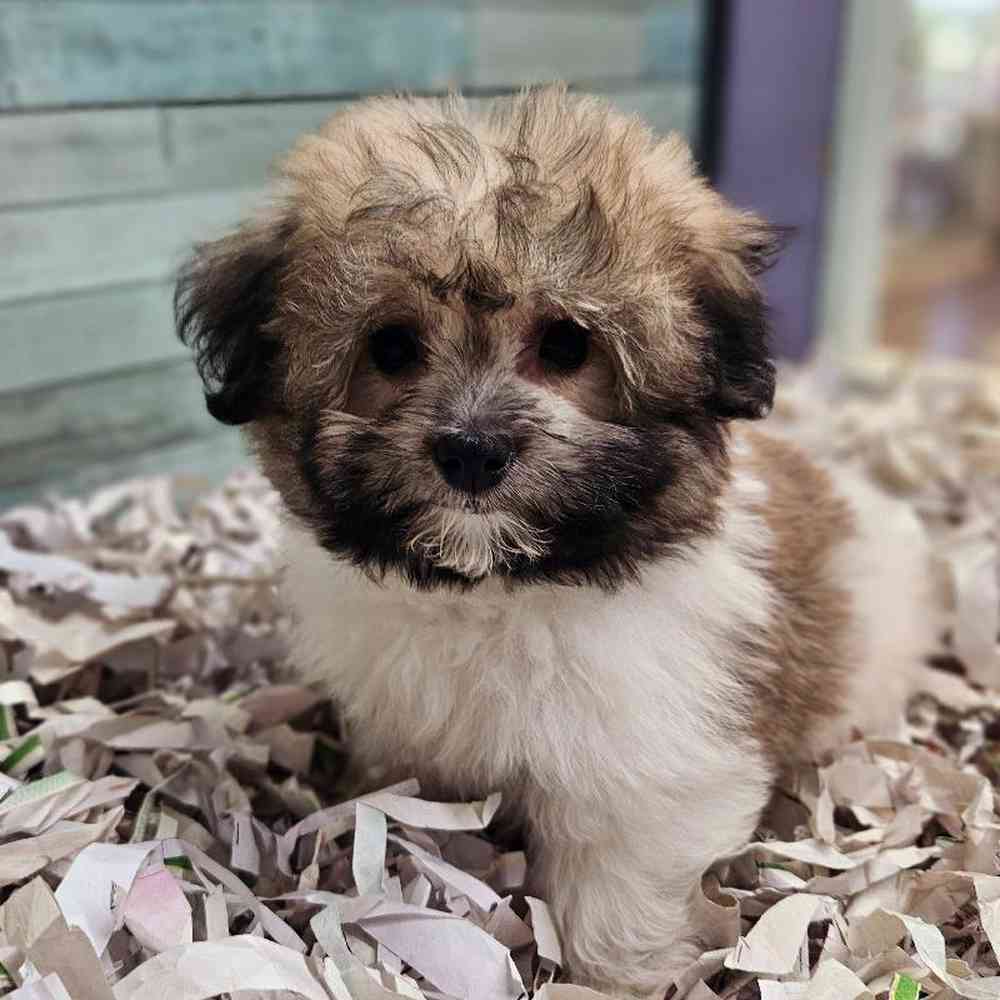 carousel pet images