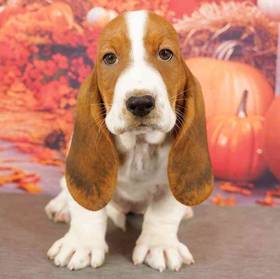 Basset Hound