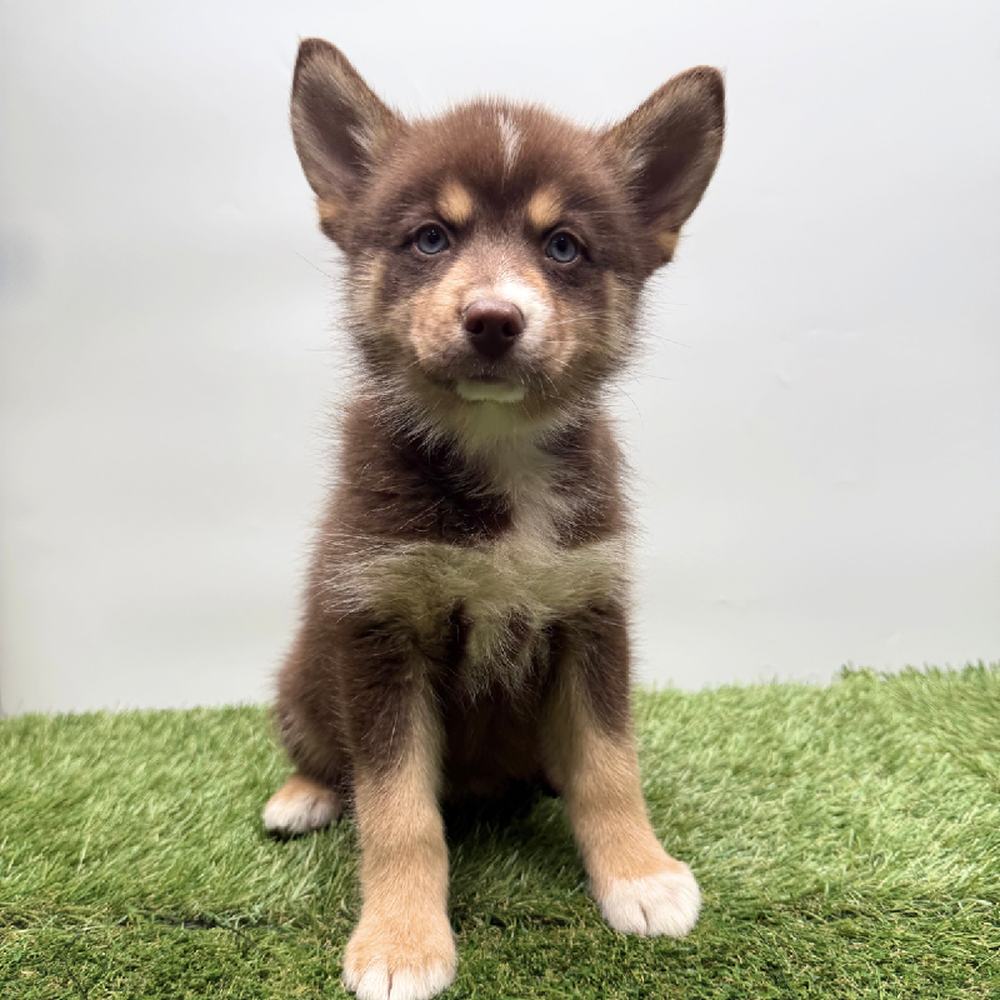 Image of a pet breed in the gallery