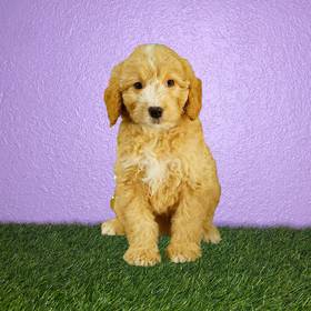 2nd Gen Mini Goldendoodle