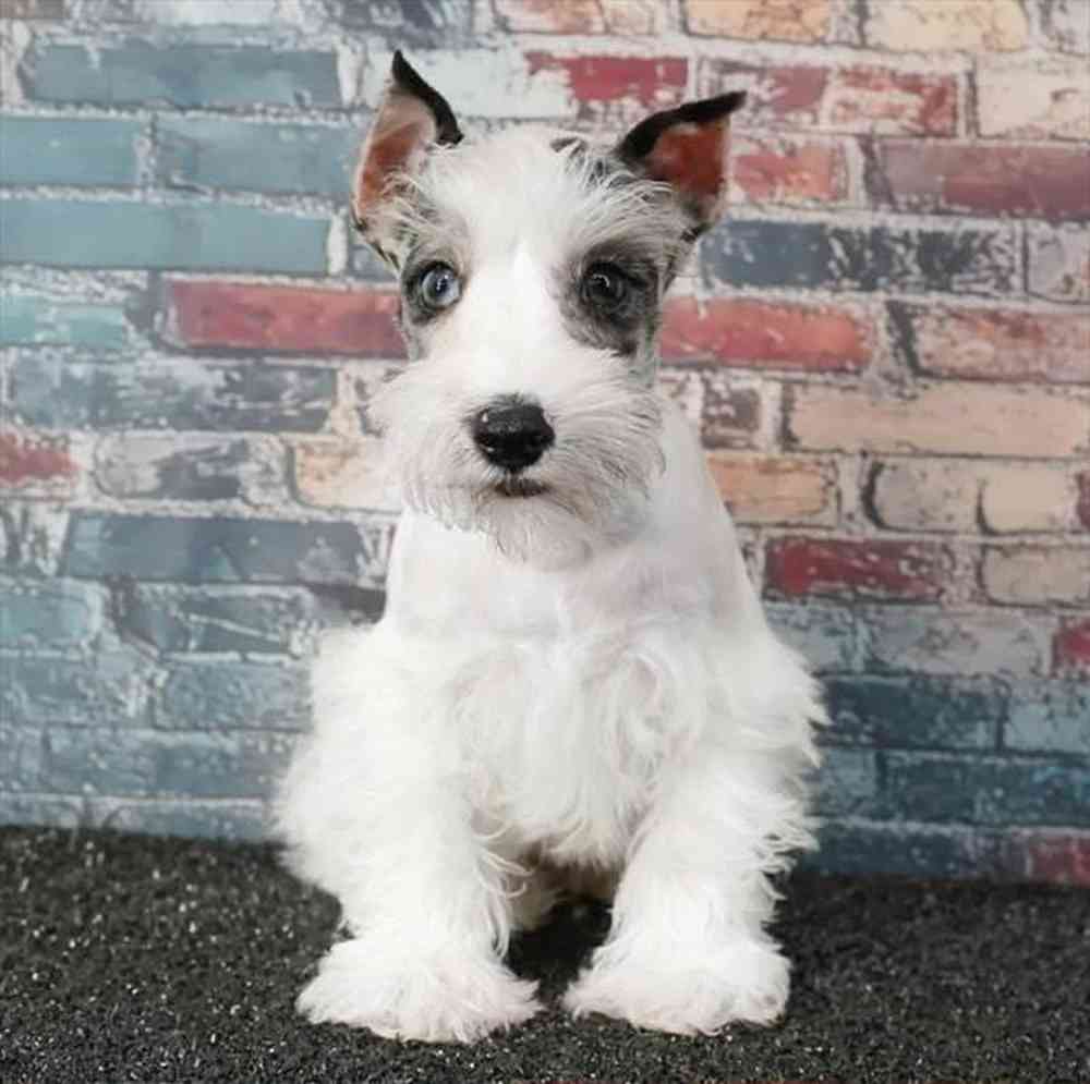 carousel pet images