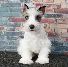 Mini Schnauzer