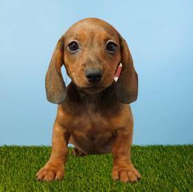 Dachshund