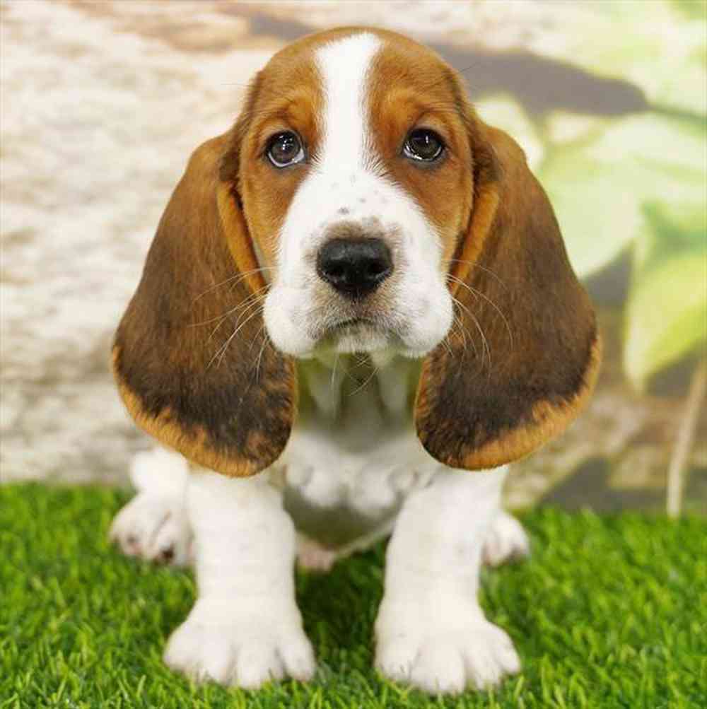 Image of a pet breed in the gallery
