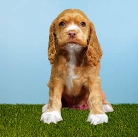 Cocker Spaniel