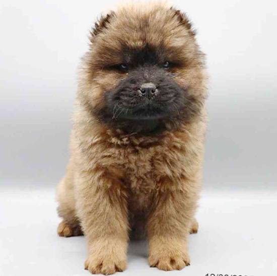 Chow Chow