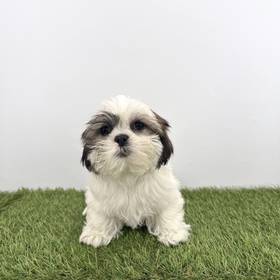 Shih Tzu