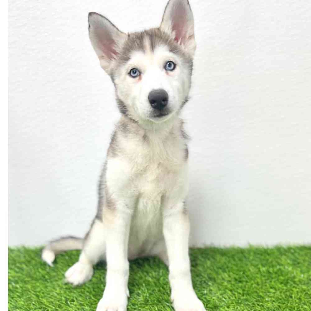 Image of a pet breed in the gallery