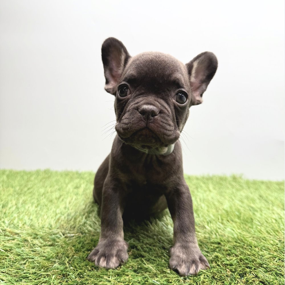 pet breed image