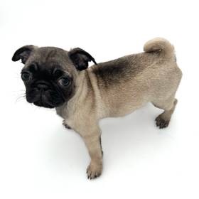 Pug